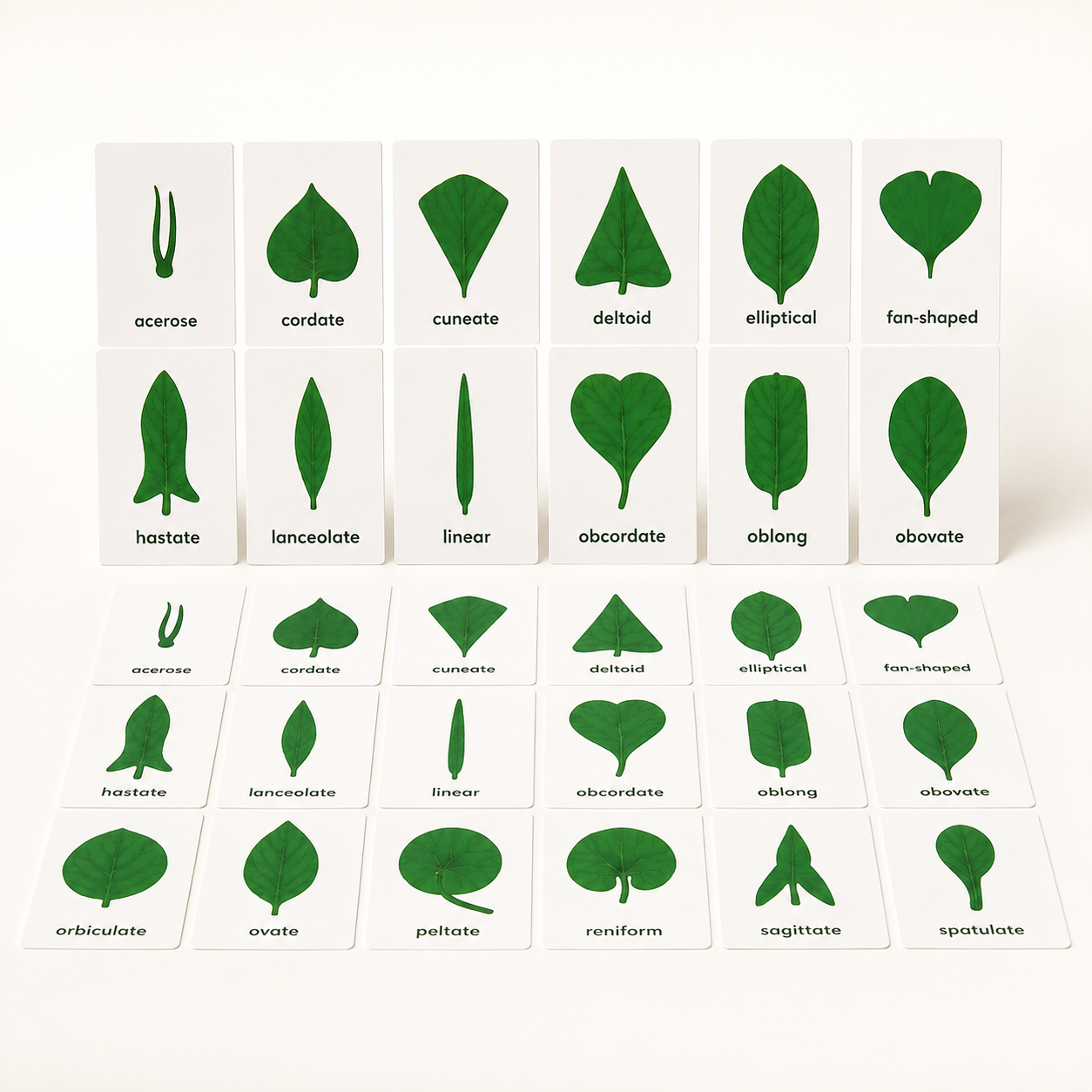 Leaf Nomenclature Cards